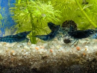 Musgo de Java (Vesicularia dubyana) – Acuario
