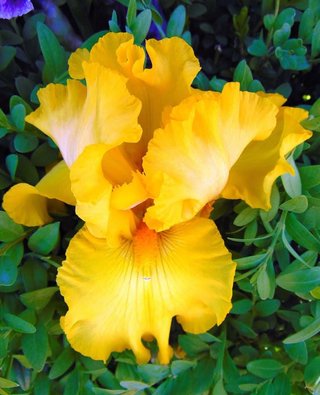 5+1 Regalo Iris Barbata Premium Collection MIX
