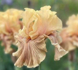 5+1 Regalo Iris Barbata Premium Collection MIX