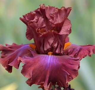 5+1 Regalo Iris Barbata Premium Collection MIX