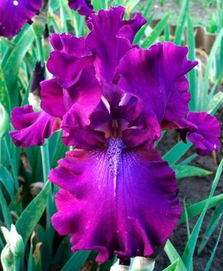 5+1 Regalo Iris Barbata Premium Collection MIX