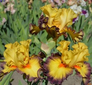 5+1 Regalo Iris Barbata Premium Collection MIX