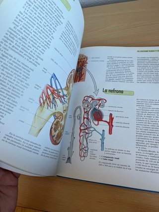 El cuerpo humano