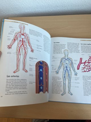 El cuerpo humano