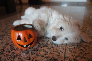 Cuidador de perros