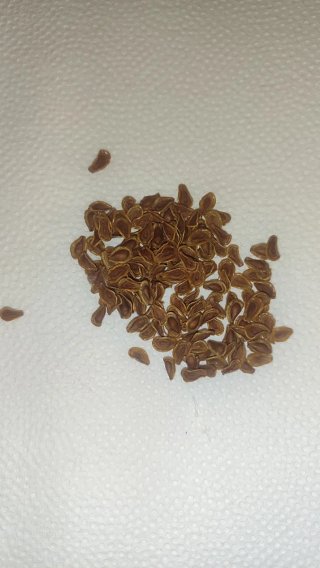 Pack 30 semillas flor lagarto