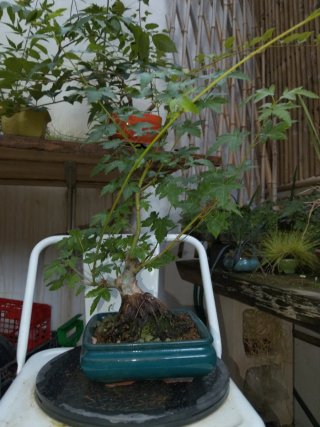 Bonsai Acer palmatum establecido