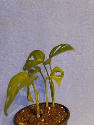 Monstera Adansonii Planta