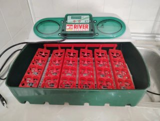 Incubadora River ET para huevos