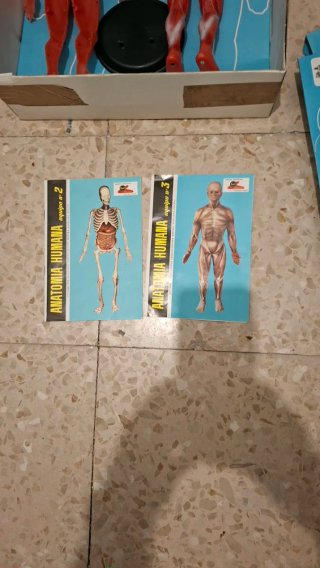 Juguete Anatomía Humana Desmontable Serima