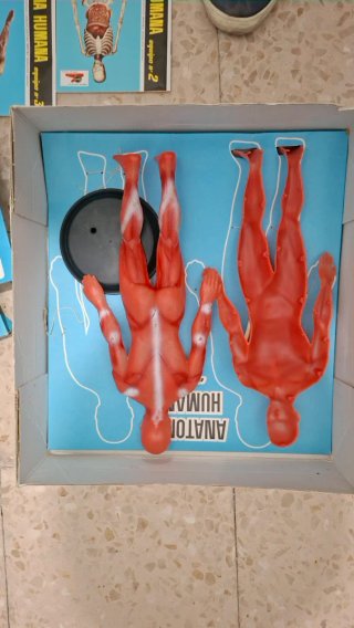 Juguete Anatomía Humana Desmontable Serima