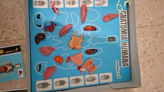 Juguete Anatomía Humana Desmontable Serima
