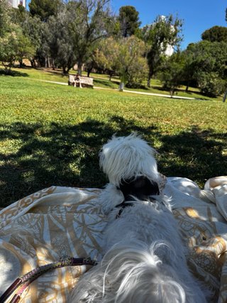 Paseo de Perreos en Valencia
