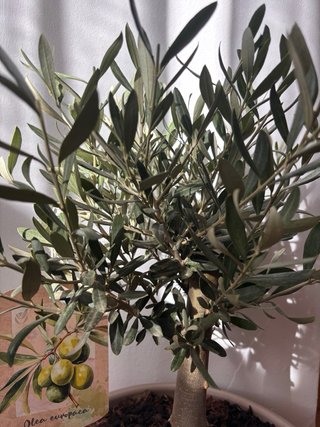Bonsai olea europea 30cm