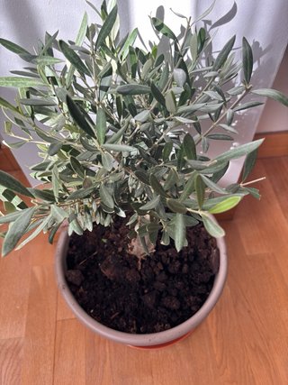 Bonsai olea europea 30cm