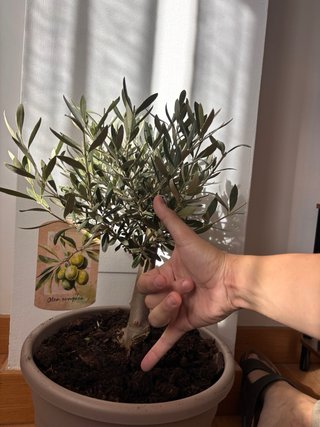 Bonsai olea europea 30cm