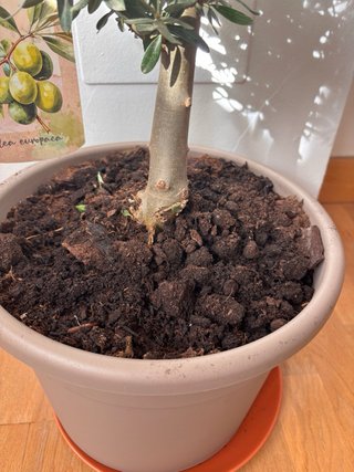 Bonsai olea europea 30cm