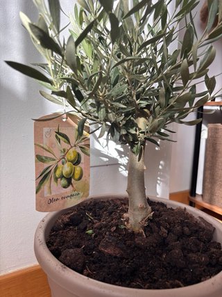 Bonsai olea europea 30cm