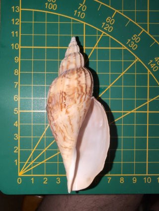 Fulgonaria Magispira 110 mm