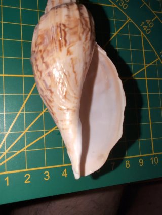 Fulgonaria Magispira 110 mm