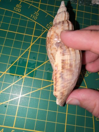 Fulgonaria Magispira 110 mm