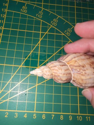 Fulgonaria Magispira 110 mm