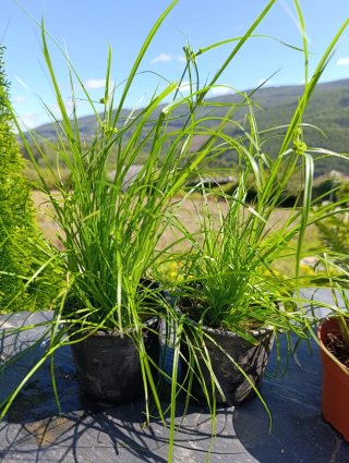 Plantas Papiros