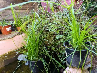 Plantas Papiros