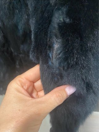Abrigo Piel Conejo Negro Mujer