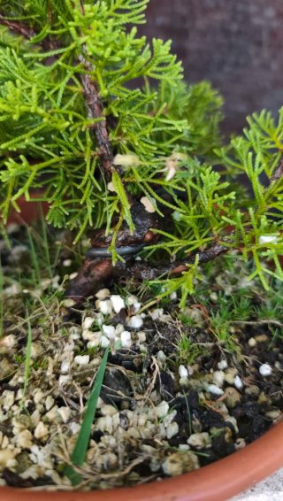 Pre Bonsái Juníperus Chinensis Itoigawa