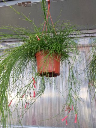 Pianta da appendere con fiori rossi