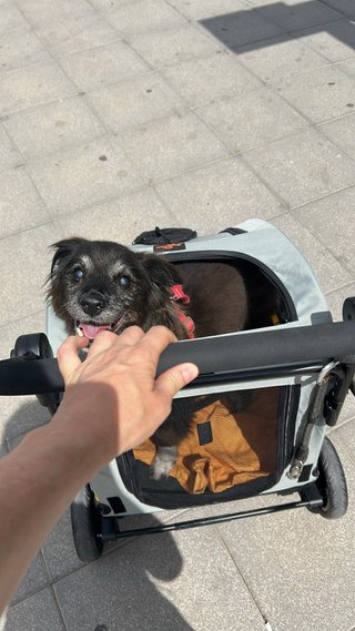 Carrito Perro Gato Plegable BingoPaw 20kg