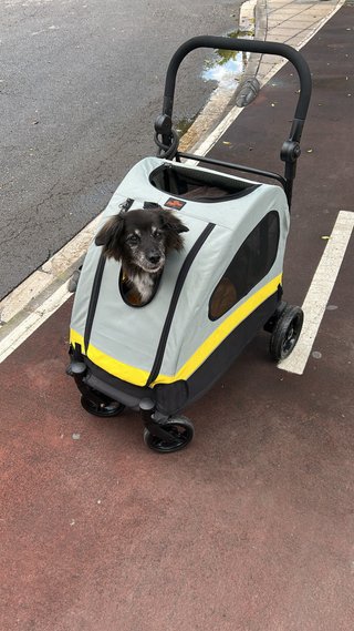 Carrito Perro Gato Plegable BingoPaw 20kg
