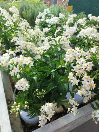 Pianta rampicante con fiori bianchi