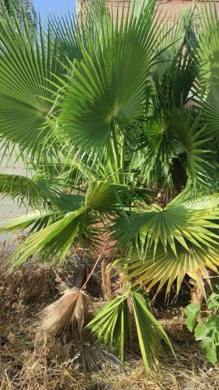 Lote de Palmeras Washingtonia