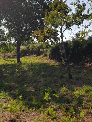 Fincas urbanizables.