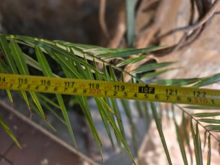 Palmera Phoenix en Maceta