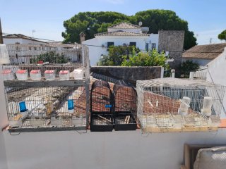 2 Voladeras para pájaros