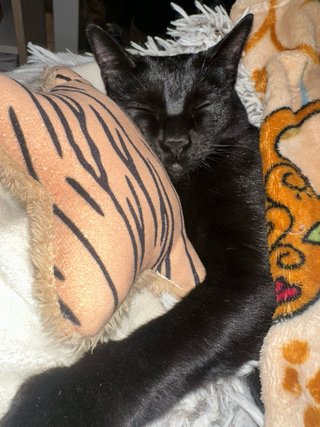 Cuidadora de mascotas