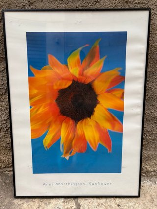 Cuadro Anne Worthington - Girasol