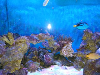 Acuario Marino Completo 700 litros (no negociable)