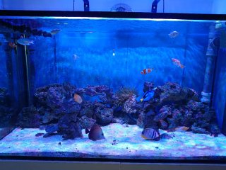 Acuario Marino Completo 700 litros (no negociable)