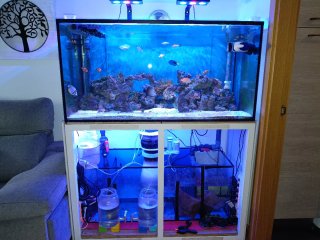 Acuario Marino Completo 700 litros (no negociable)