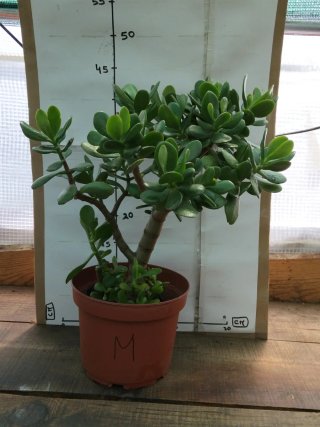 Planta Jade em vaso