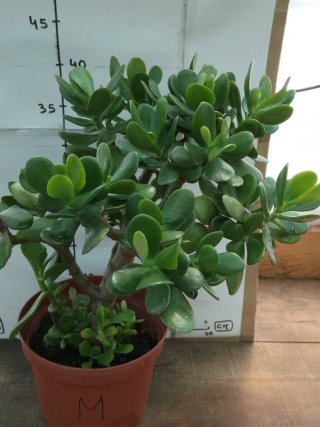 Planta Jade em vaso