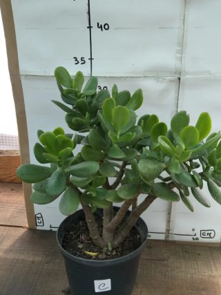 Planta Jade em vaso preto
