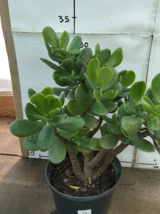 Planta Jade em vaso preto