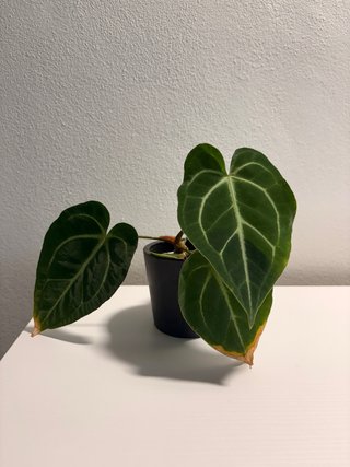 Anthurium Crystal Sky x Magnificent