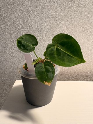 Anthurium KOS x HU Dorayakii