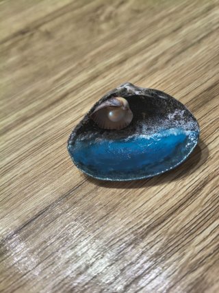Segnaposti/calamite conchiglia e perla